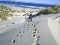 Otago Peninsula  Guided Coastal Walk Including the Chasm and Lover\'s Leap
