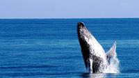 Avistamiento de ballenas en Samaná: el mejor tour en Cayo Levantado