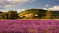 Small-group Lavender Fields Tour from Avignon