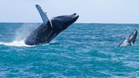 Ballenas en Miches: el mejor avistamiento desde Punta Cana