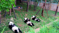 13-Day Grand China with Pandas Join-in Tour: Beijing, Xian, Chengdu, Yangtze River Cruise and Shangh