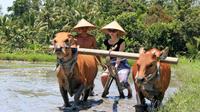 Balinese Daily Life Tour: Live Like A Farmer