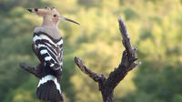 Excursión de observación de aves en Cataluña durante cuatro días