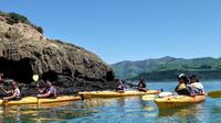 Shore Excursion: Scenic Cruiser Sea Kayaking Safaris in Akaroa