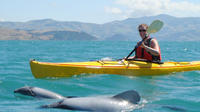 Sunrise Kayaking Safari with Sea Wildlife in Akaroa