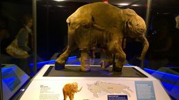 Photo of lyuba mammoth Lyuba is a female woolly mammoth calf who died c. 41,800 years ago at the age of 30 to 35 days. , Linh N - July 2016
