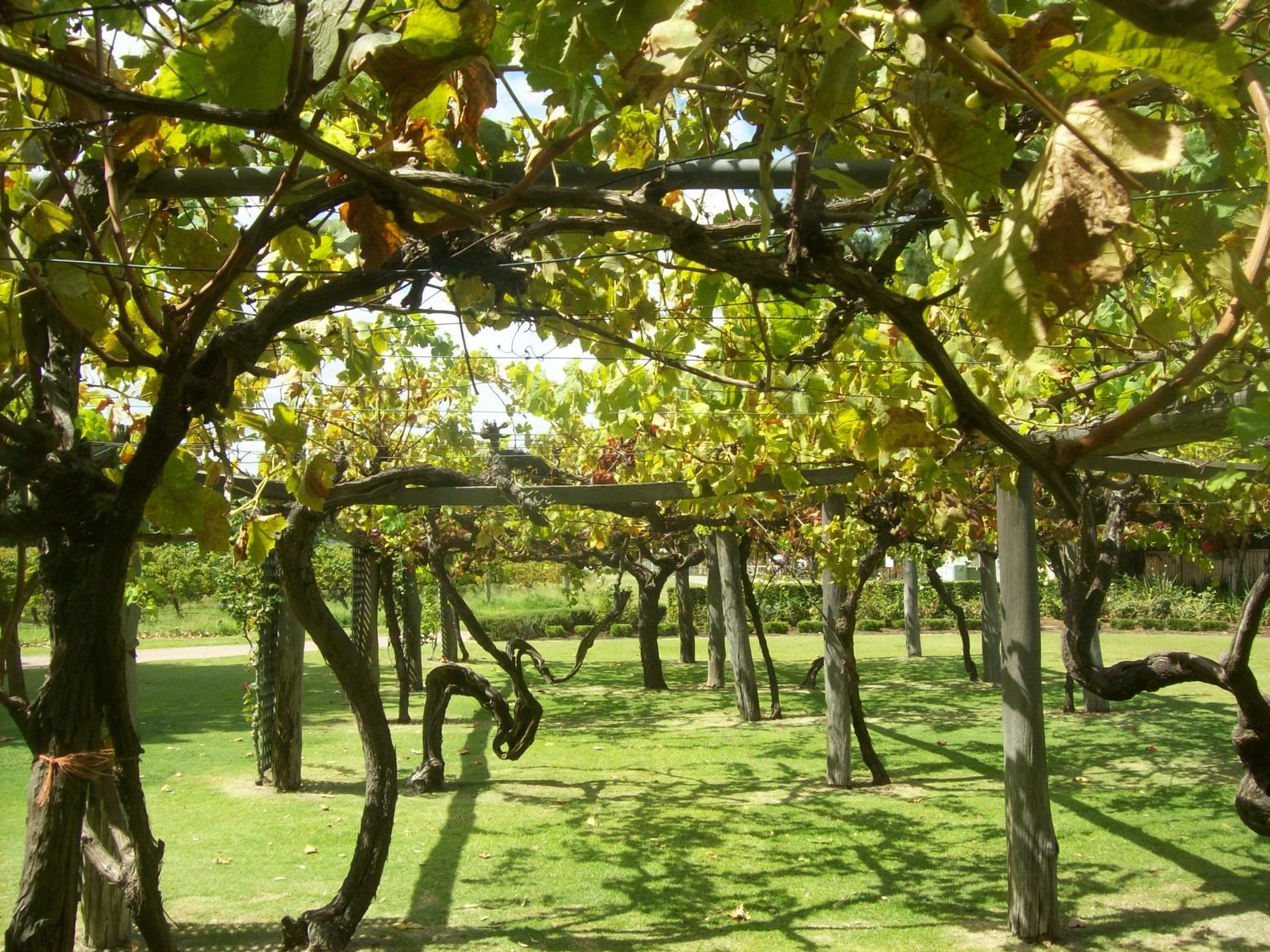 Glorious colours among the vines.