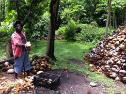Photo of IMG_1624 This is the guy that de-shells all the coconuts at the plantation. The pile to the right is discarded shells. , Ryan P - September 2012