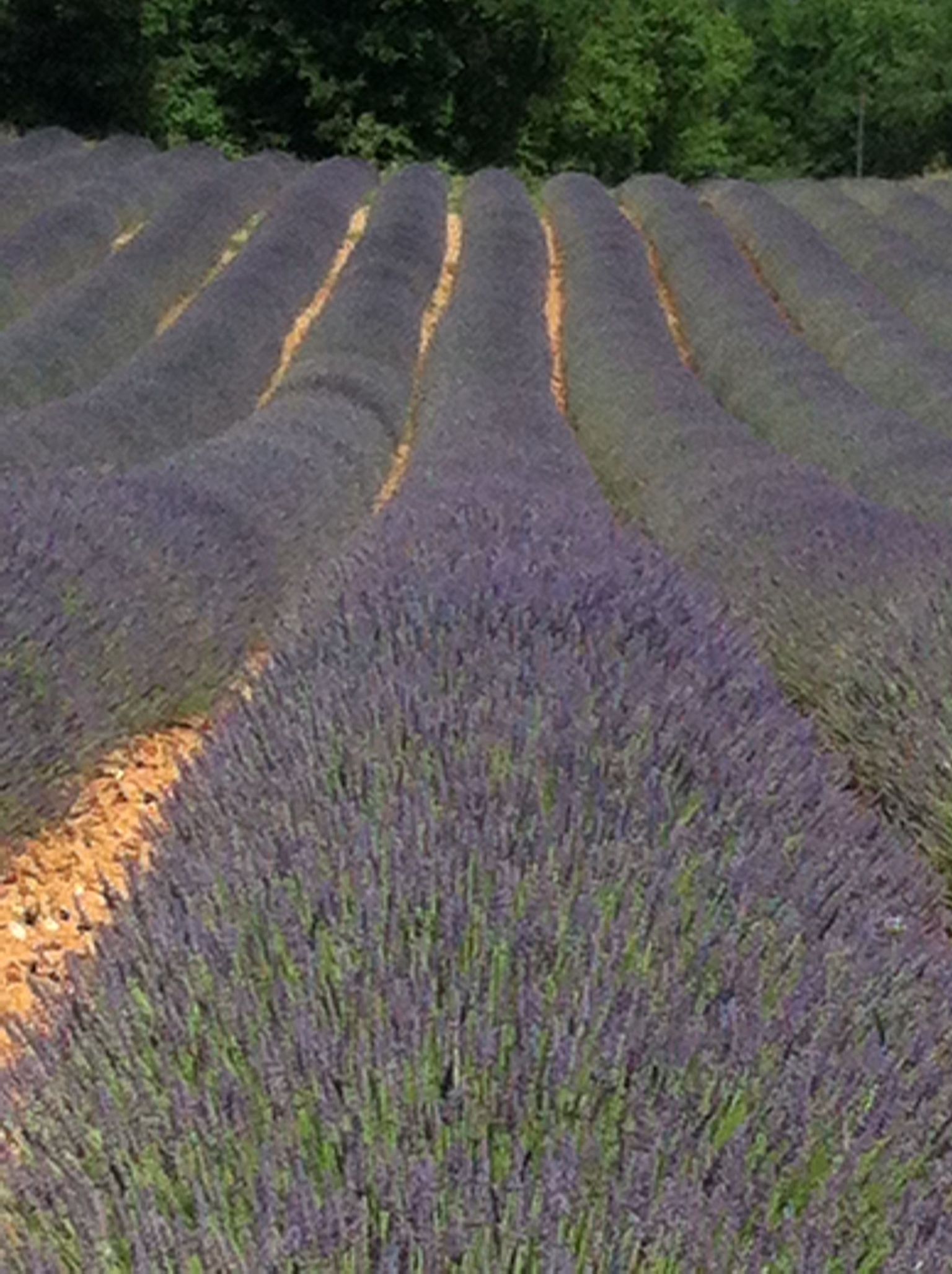 more rows of lavender