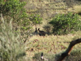 Photo of Kangaroos! So quiet that we even saw kangaroos crossing the trail in front of us! , Patricia P - January 2011