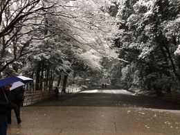 Photo of The walkway to Meiji Shrine in the snow My son Drew battling the elements but enjoying the view. , cct2012 - February 2014