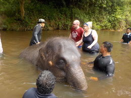 Photo of Bathing a baby elephant at the sanctuary Rebecca and Joseph Pickering on honeymoon on 22nd July 2016 , reasley - August 2016