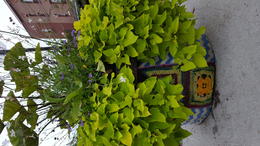 Photo of Crochet cover for the planter! They are so artistic here they crochet covers for the planters , Lisa B - September 2016