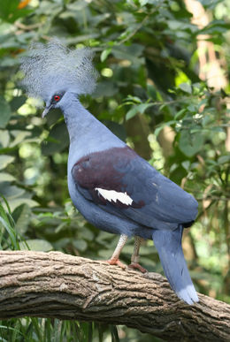 Photo of iStock_000001085931XSmall.jpg A beautiful crown pigeon perched on a tree in the Singapore Jurong Bird Park - May 2012