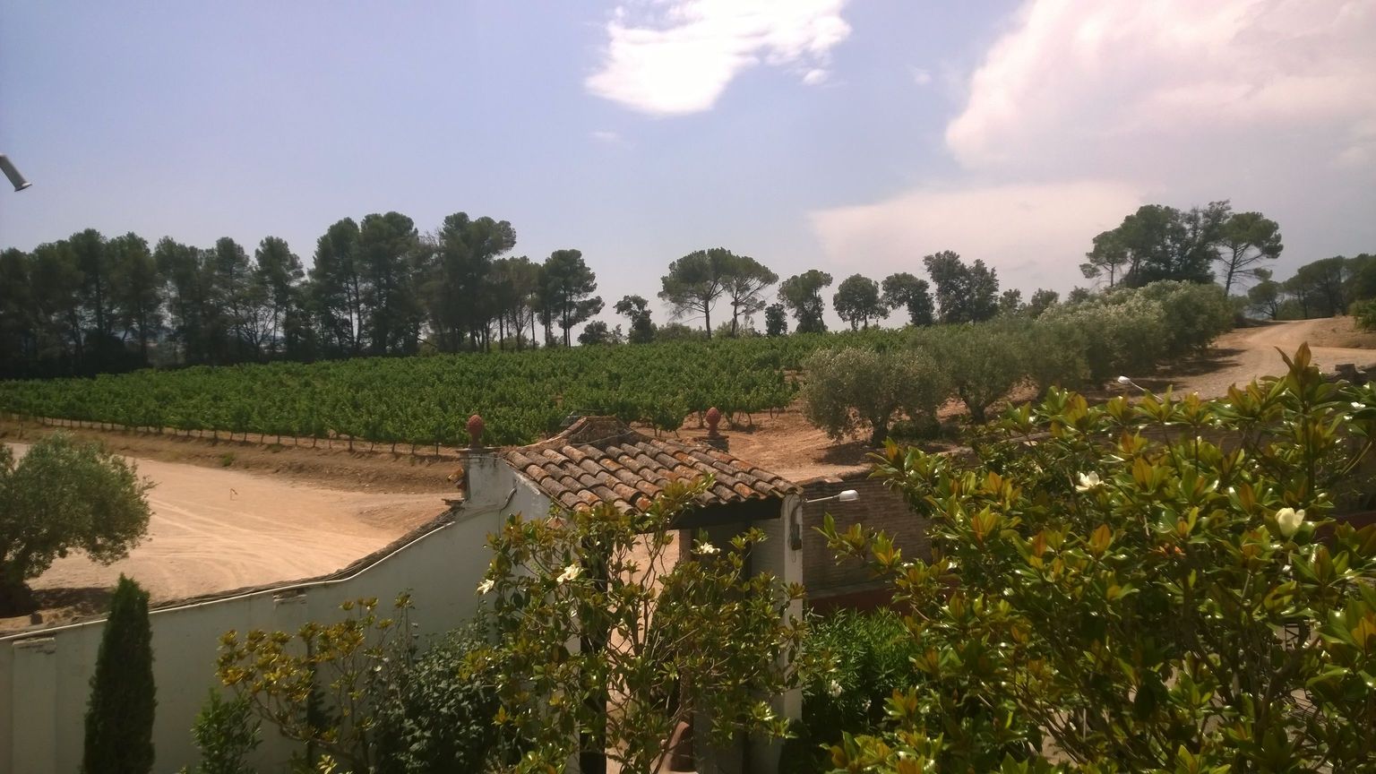 Vineyard Views