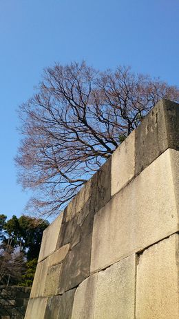 Photo of Walls and trees One of the interesting items our guide mentioned were the colors of the blocks making up the walls. The darker ones from Fuji in the south, the lighter ones from queries to the north. , John L - February 2015