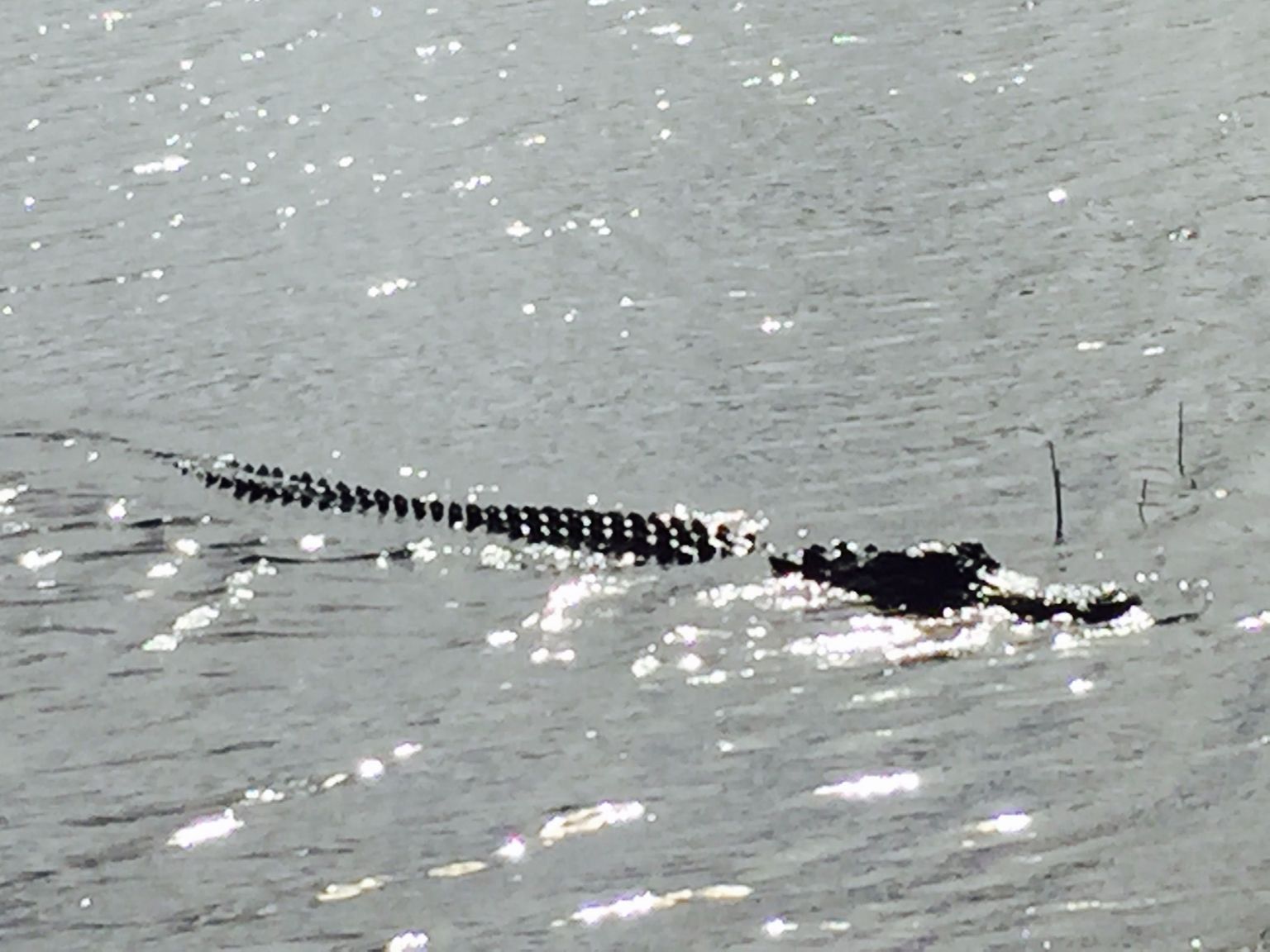 Gator up close and personnel