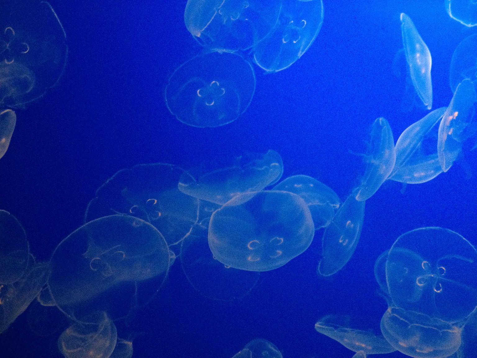 Jellyfish!
