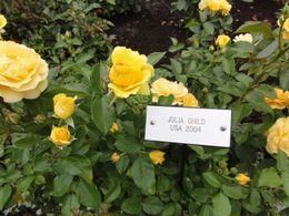 Photo of Julia Child Rose, Butchart Gardens The Julia Child Rose - one of hundreds of roses at Butchart Gardens, Travel61 - August 2011
