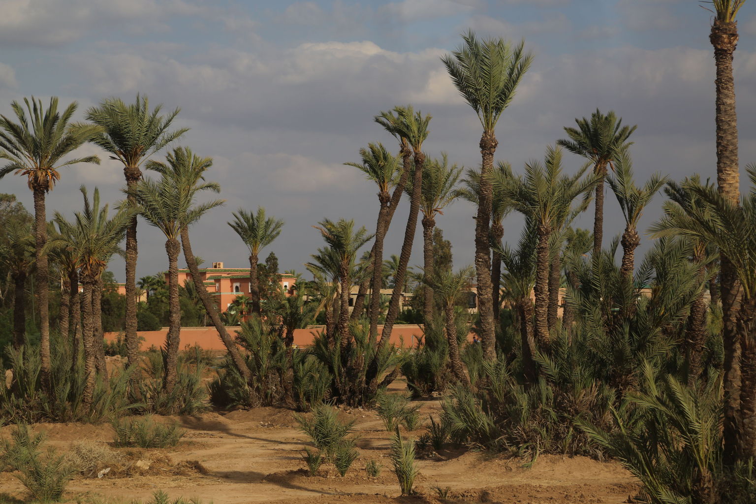 Palm trees in Morocco