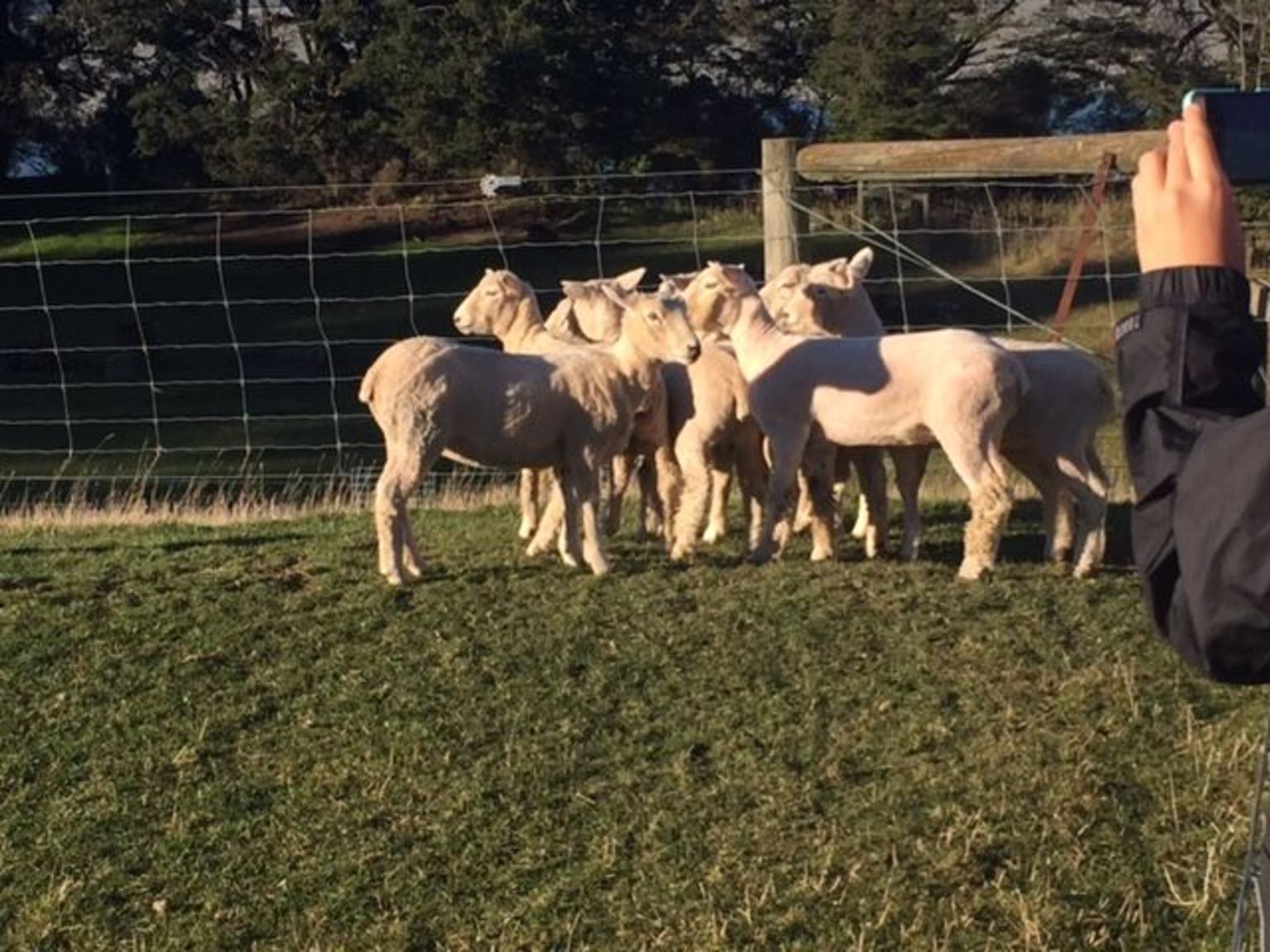 These are the sheep herded and all under control.