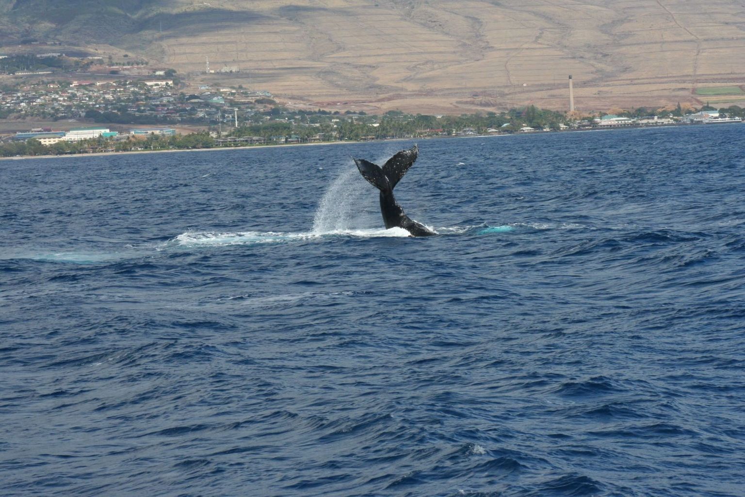 Whale of a Tail!