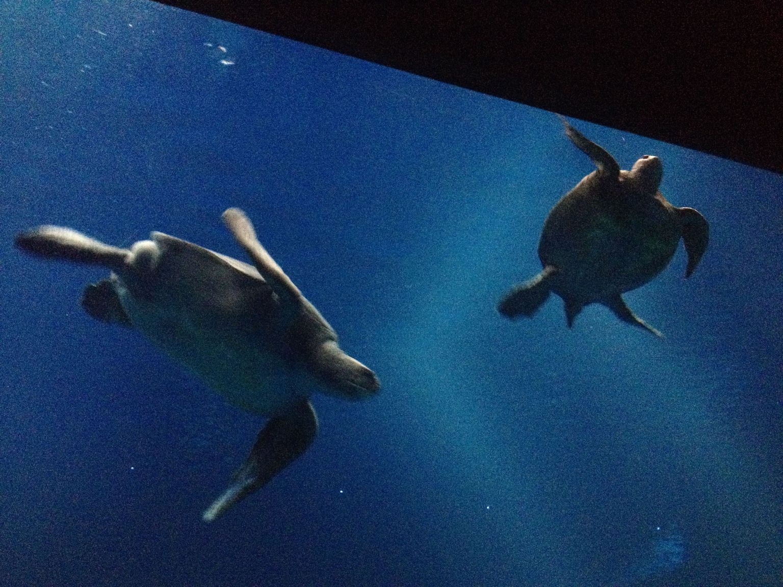 huge sea turtles