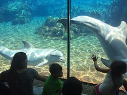 Photo of Playful Dolphins Loved watching the dolphins interact with the people on the other side of the glass - they were so playful and happy!, JennyC - May 2016