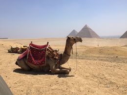 Photo of Transportation at the Giza Pyramids A short ride on a camel will make you appreciate modern transportation. Thanks for the experience. , fbxfireweed - July 2016