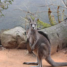 medium resolution image