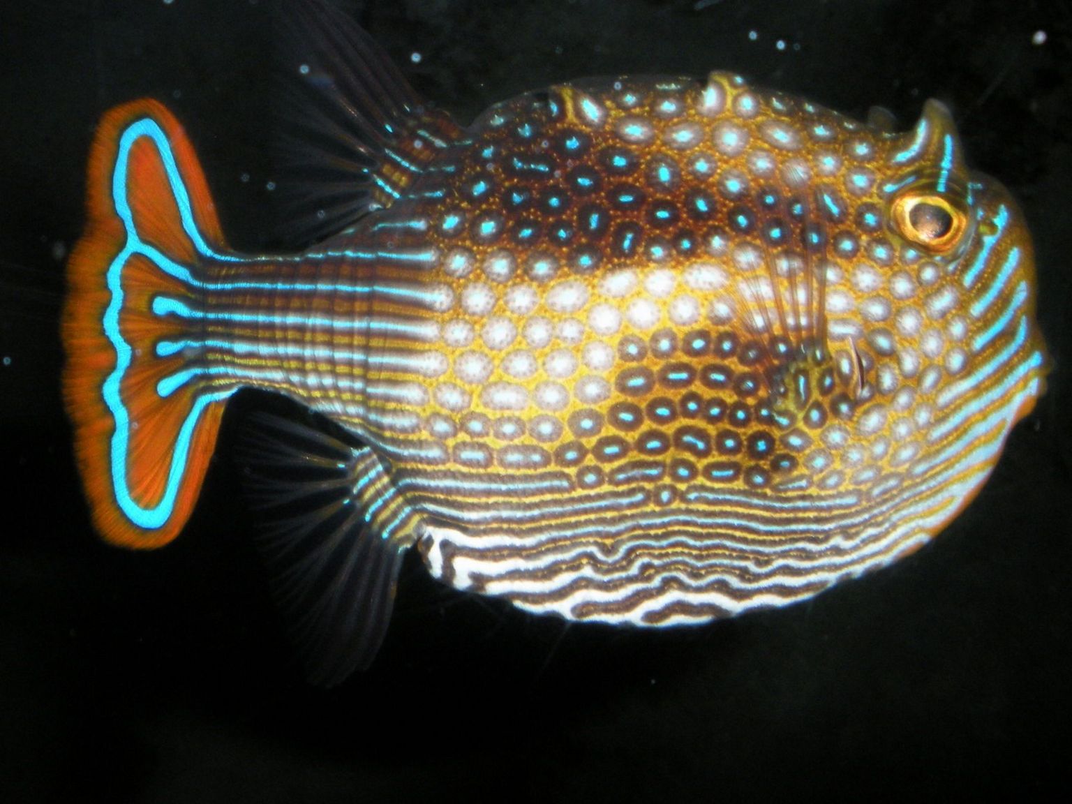 Cairns Great Barrier Reef Dive