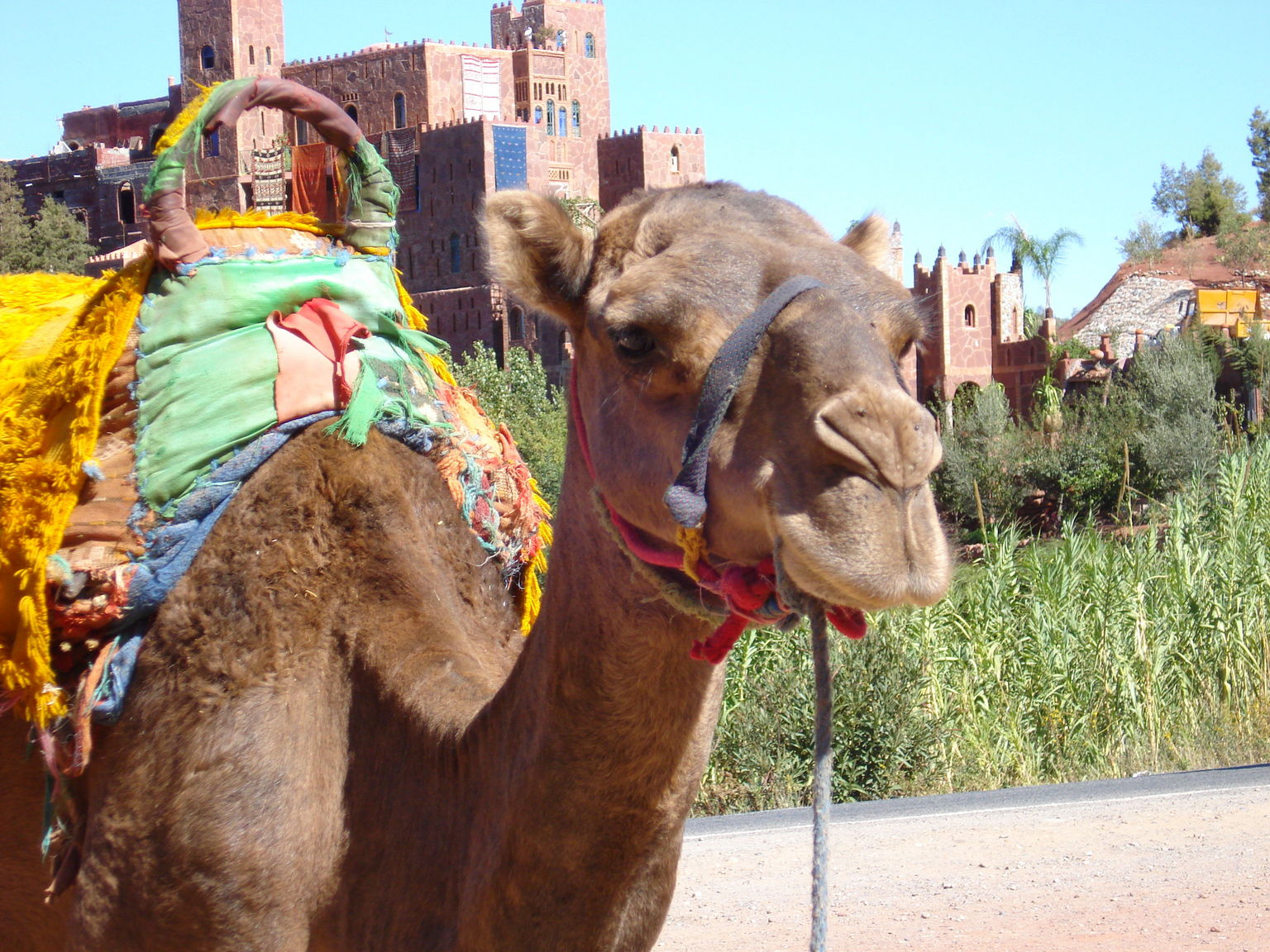 New friends outside of Marrakech