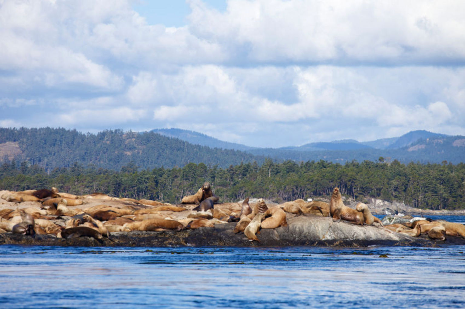 Sea bird and sea lion tour