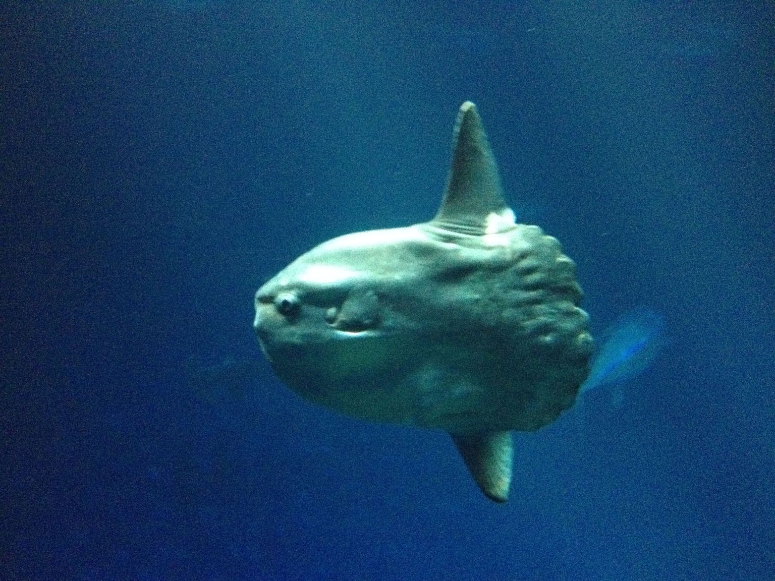 The weirdest thing I've ever seen...is it a fish??