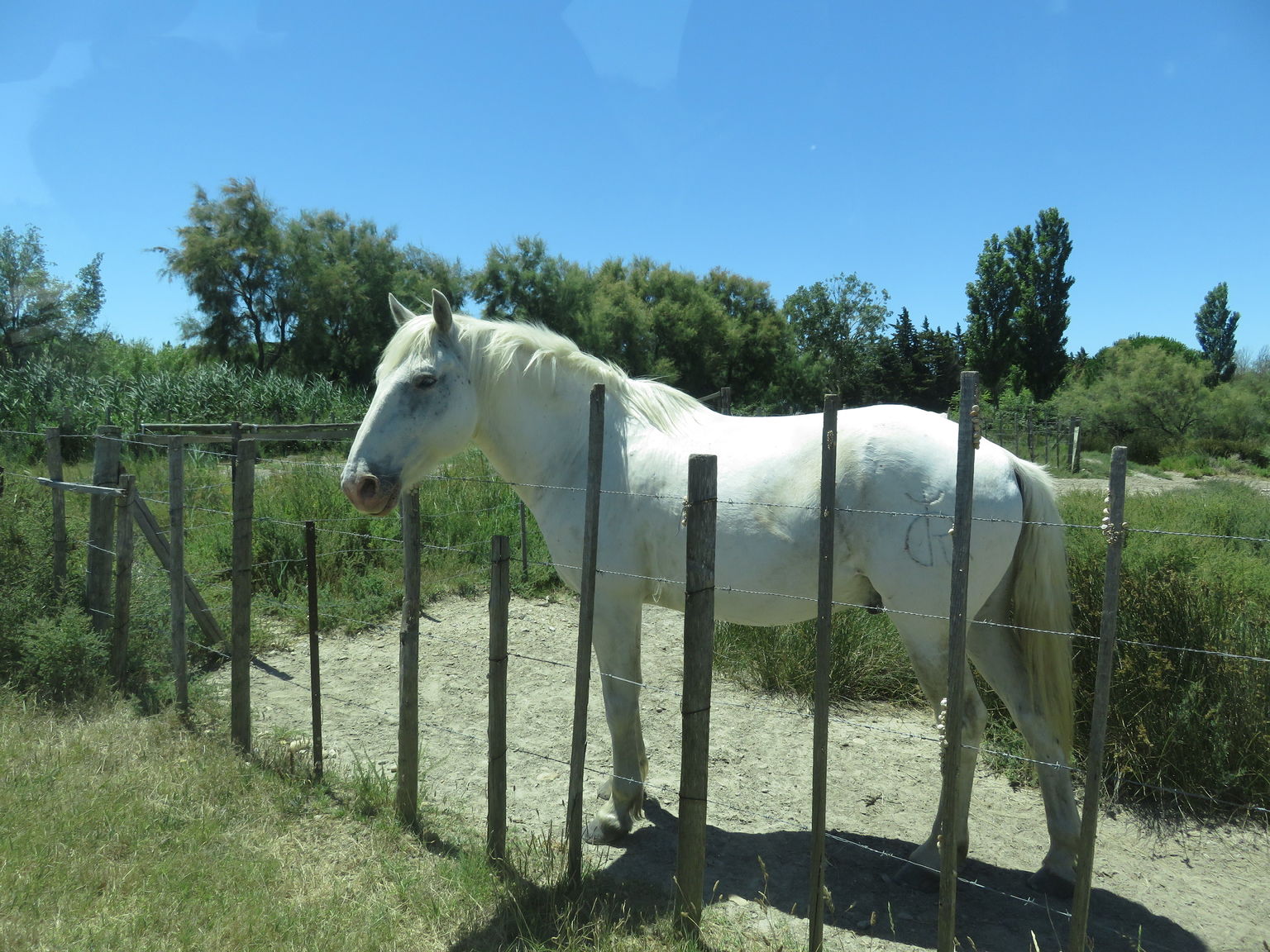 Horses of the Camargue