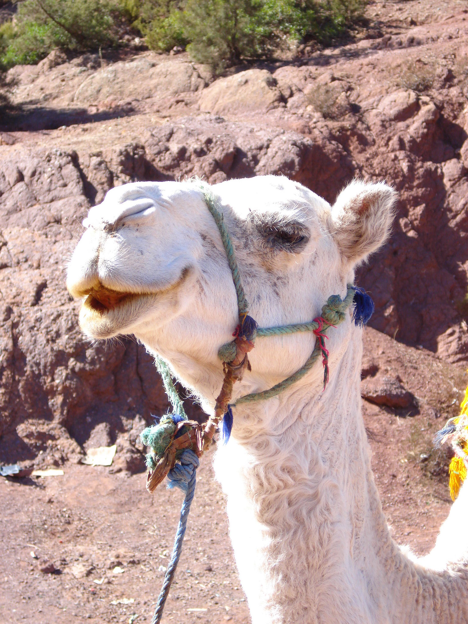 New friends outside of Marrakech