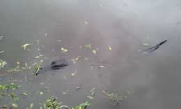Photo of Our New Friend! Our New Friend, his name is lunch : I just don't know if it's going to be him or me? , karenalex67 - August 2016