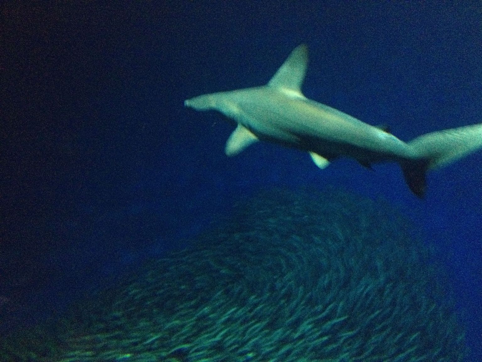 Shark and school of fish