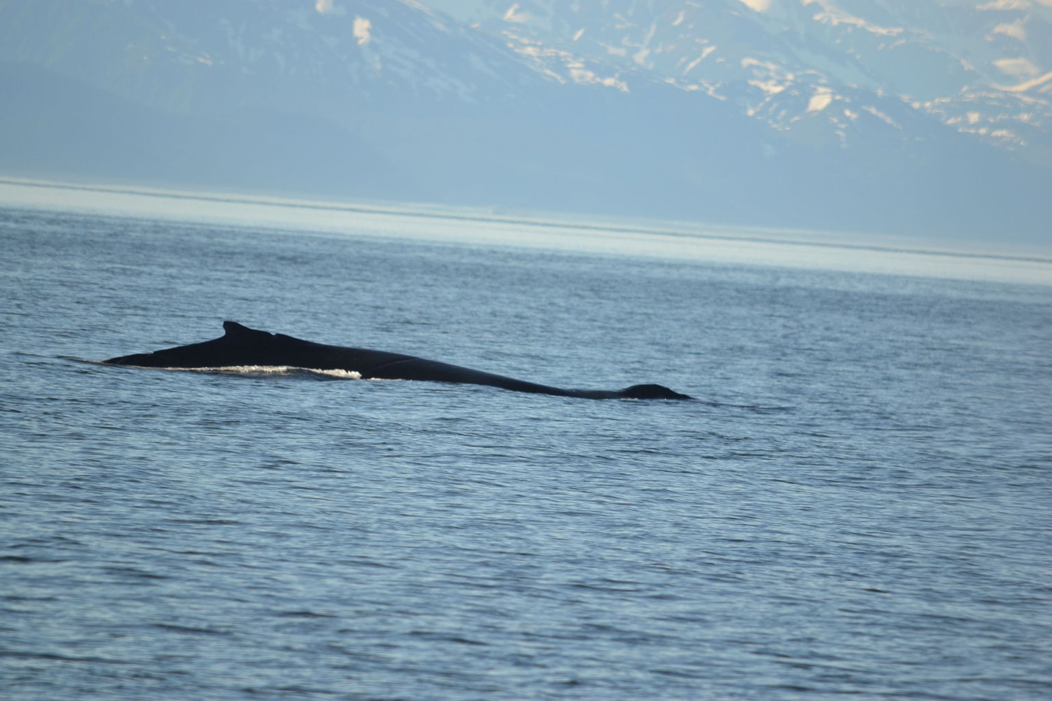Whale catching some air