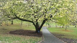 Photo of Hobart Botanical Gardens The Royal Tasmanian Botanical Gardens and Japanese garden section were a highlight. , David C - June 2014