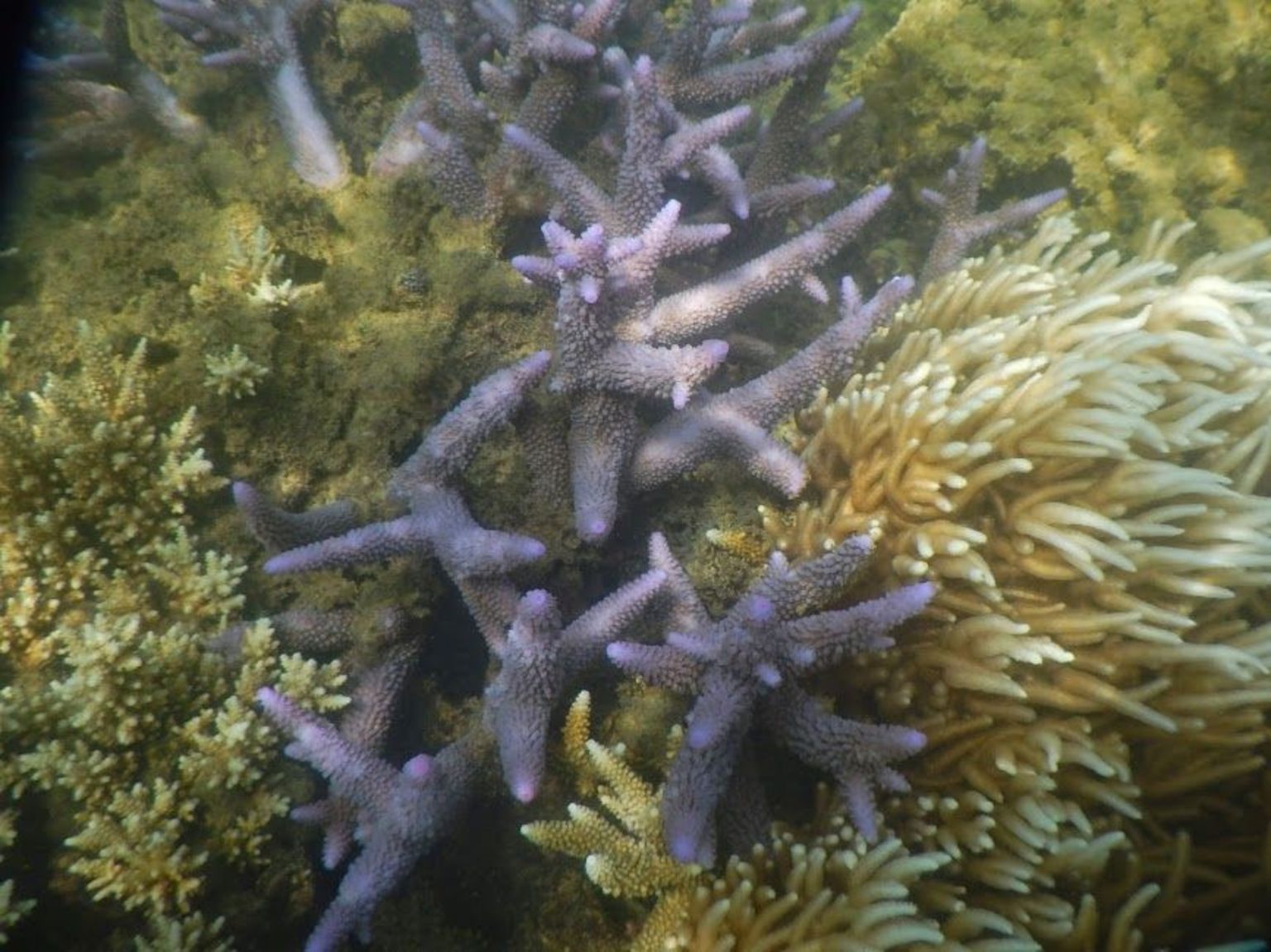 Purple Coral