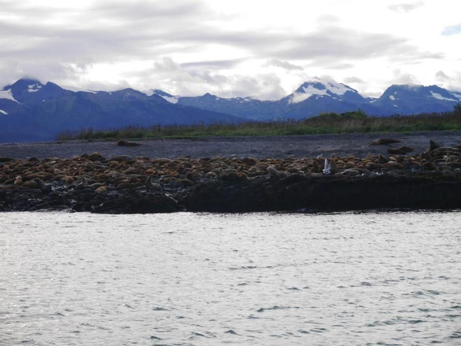 Sealions
