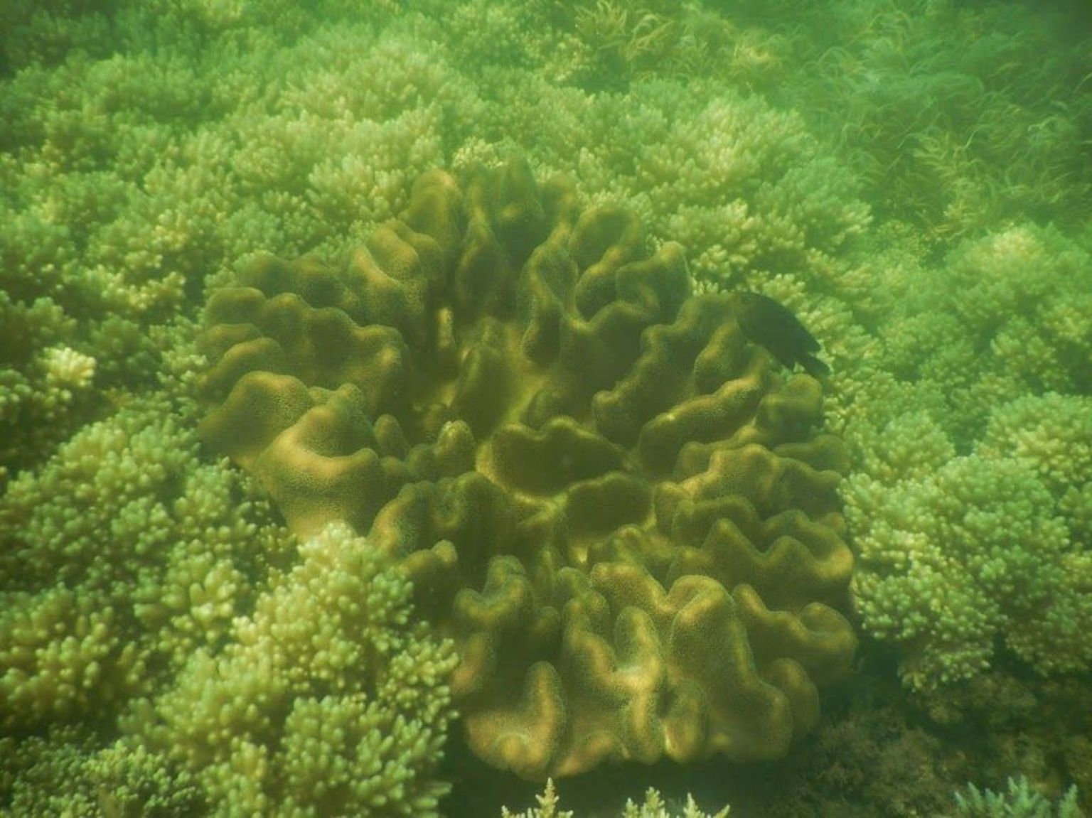 Coral