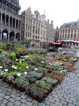 Photo of 10.06.2012-01 Brussels Markt Square (4) Markt Square flower market on a rainy Saturday morning. , Megan S - October 2012