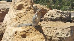 Photo of Came Across a Friendly Squirrel Grand Canyon South Rim Day Trip from Las Vegas with Optional Helicopter Tour, Gpo - September 2016