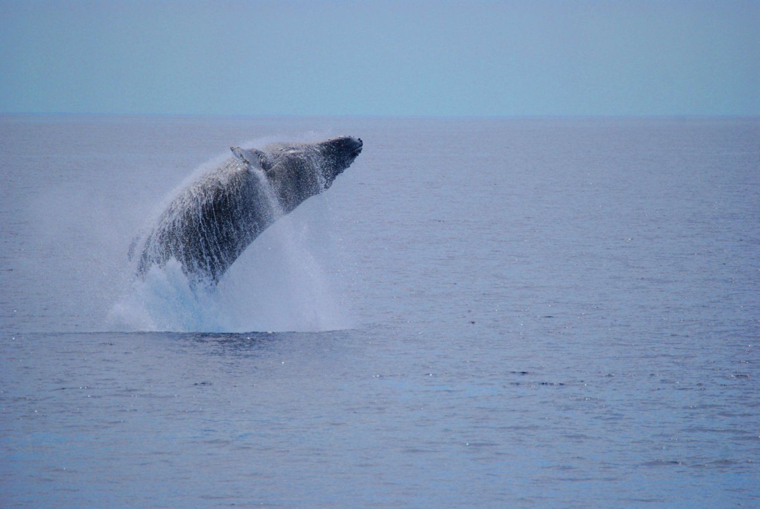 Fantastic Breach
