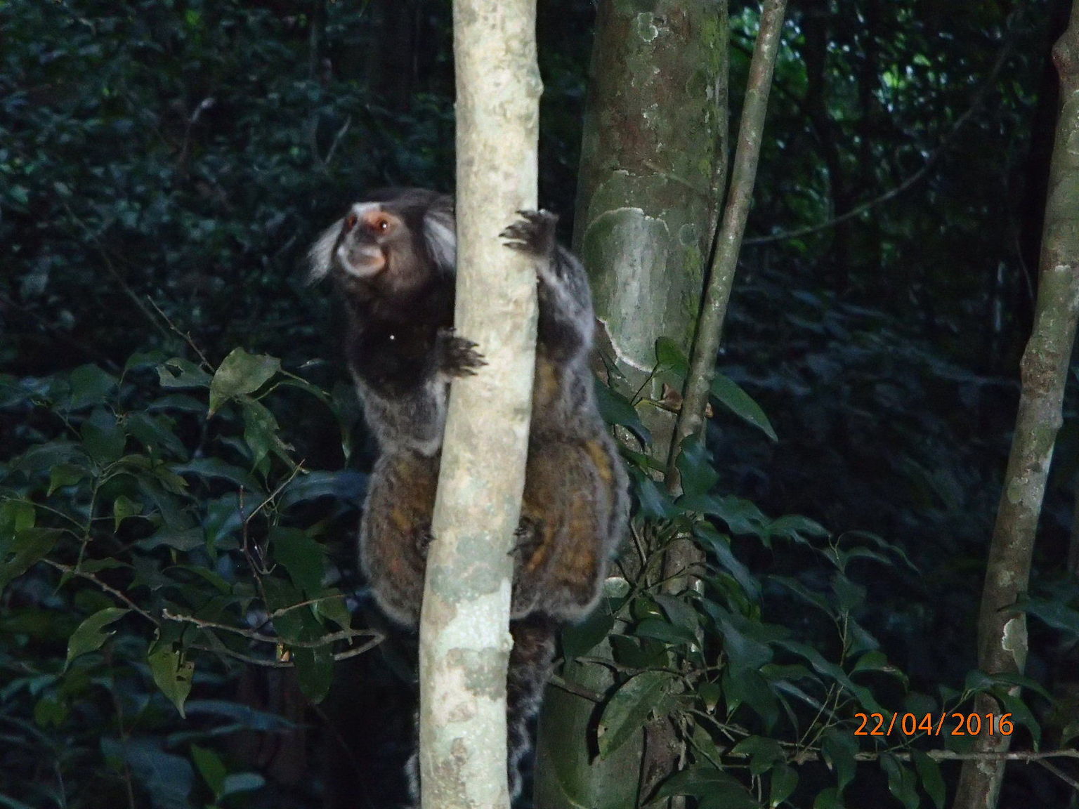 Marmoset Mom