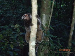 Photo of Marmoset Mom Marmoset up close and personal - one of about 10 in a family that came to hang out with us. , Kayla F - April 2016