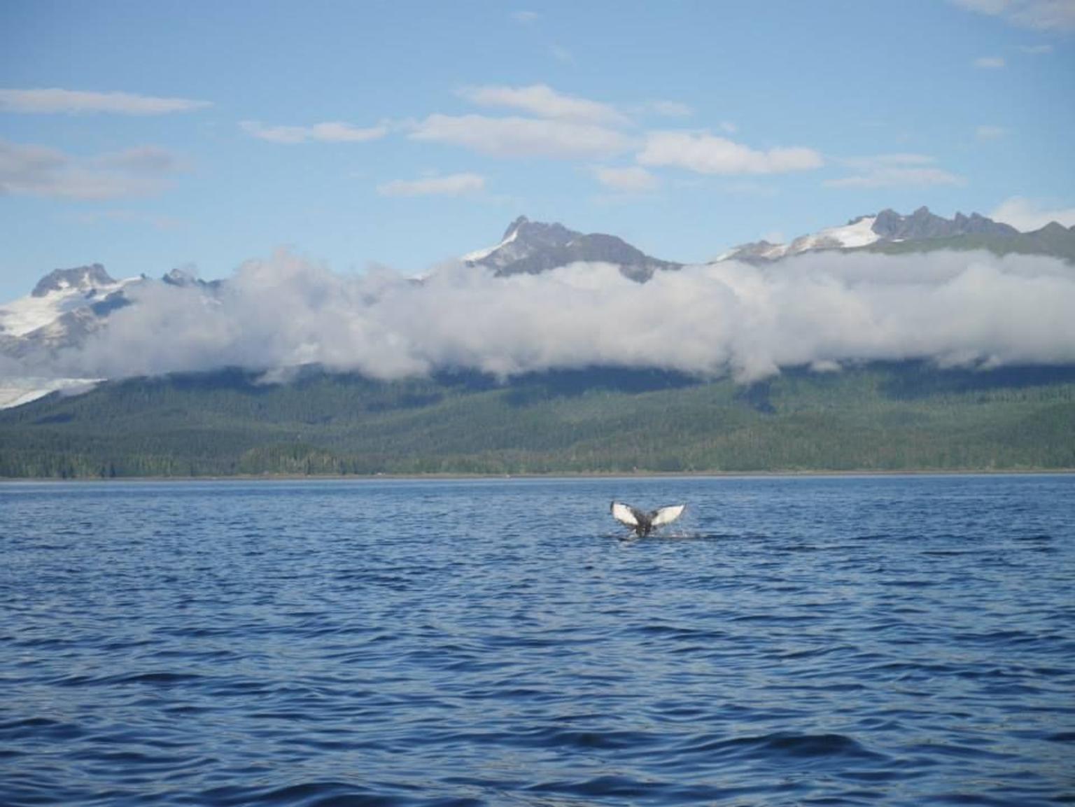 Whale