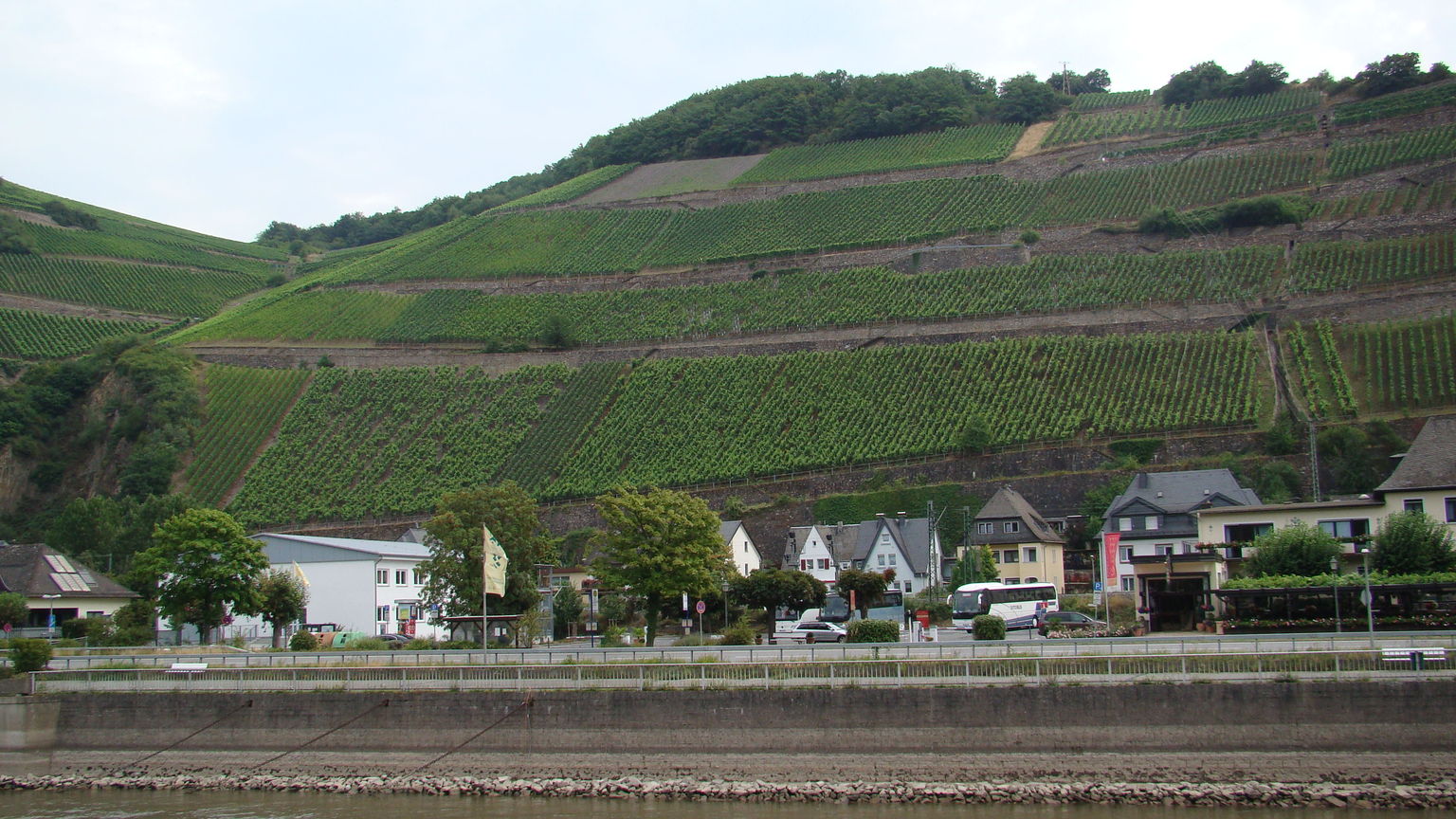 Wine crops along the Rhein.